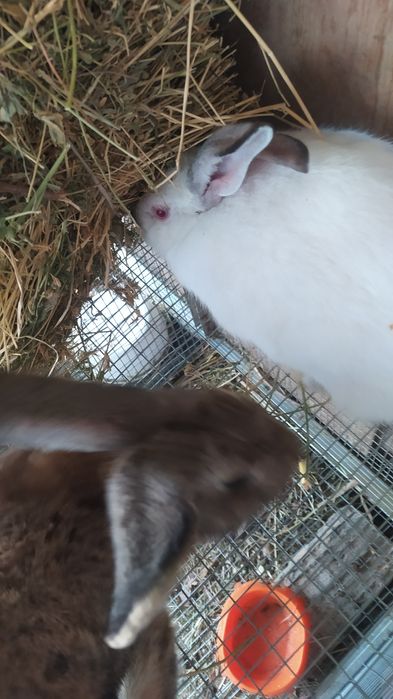 Quyonlar sotiladi kasal emas 2 tasi 400000 ming kelishib beramiz 35000