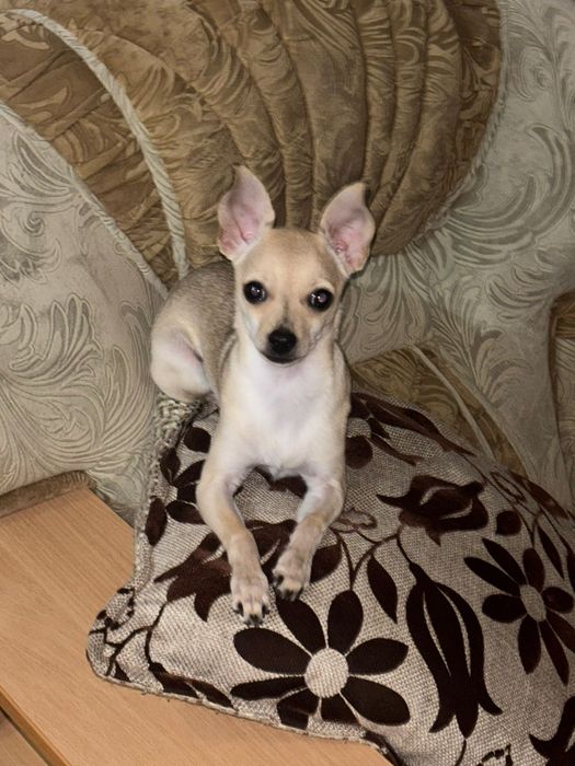 Карликовый пинчер