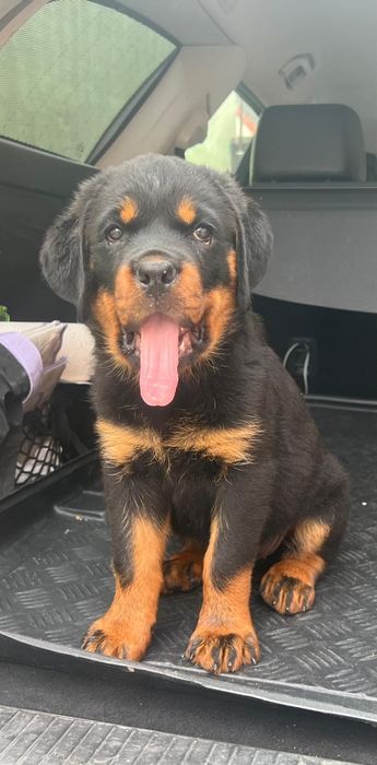 Pui Rottweiler cu Pedigree Talie mare