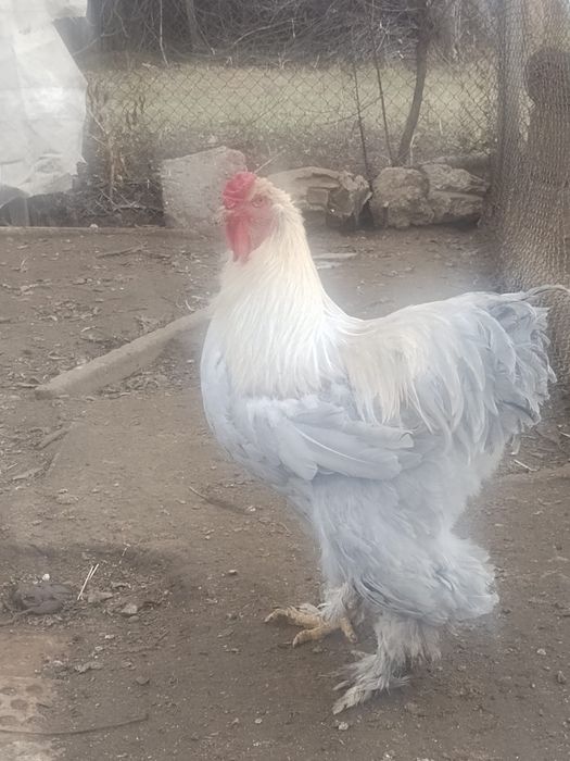 Продавам яйца и птиците Кохинг стандарт. Жълт Орпигтон. Брама