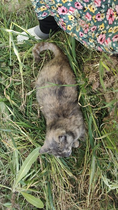 Мышегонная кошка Срочна