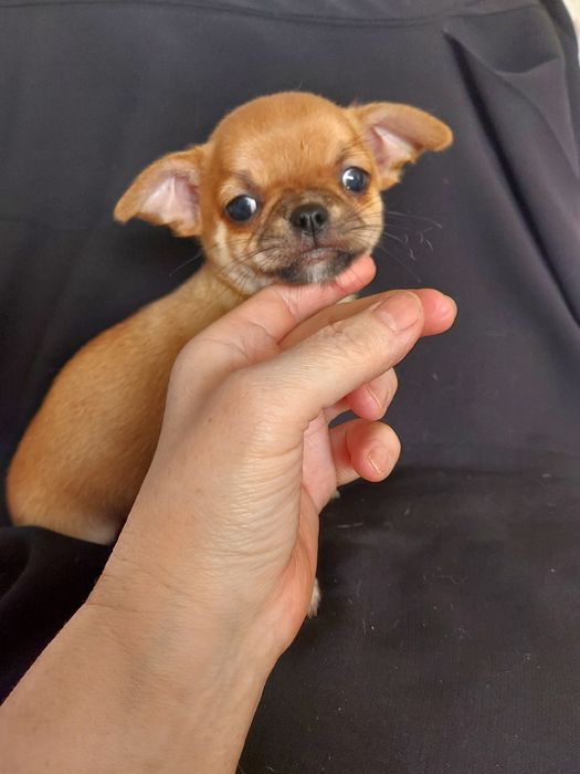 Продаю щенка чихуахуа