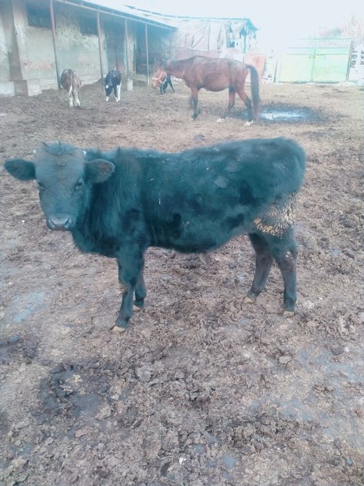 Бычок сатылады .