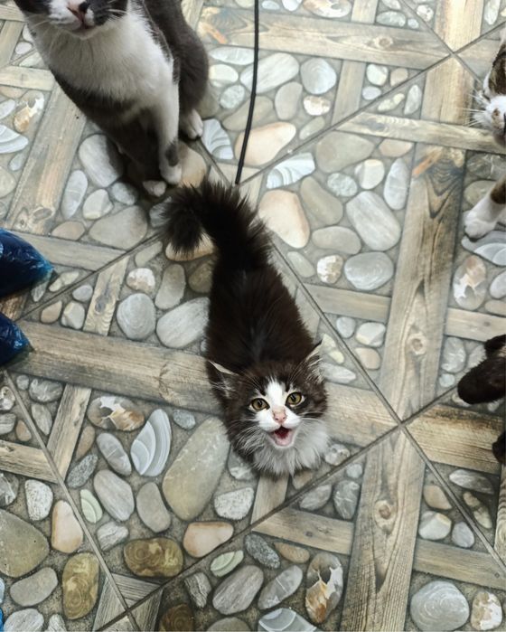 Котята в самые лучшие семьи!