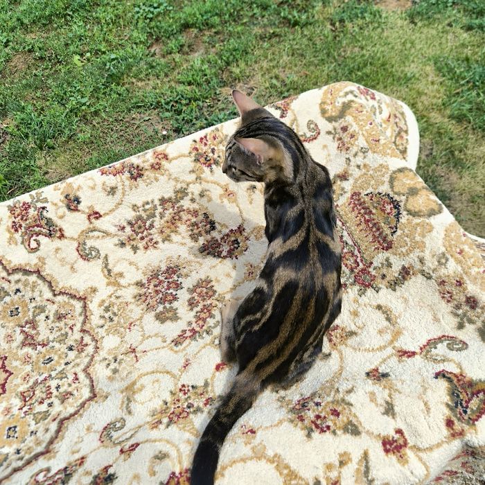 Вязка бенгальский кот