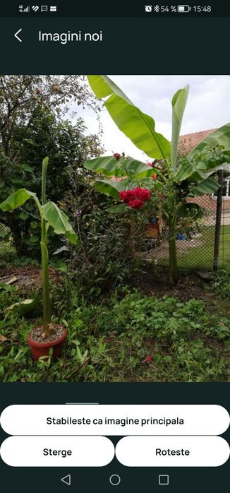 Bananier musa basjoo