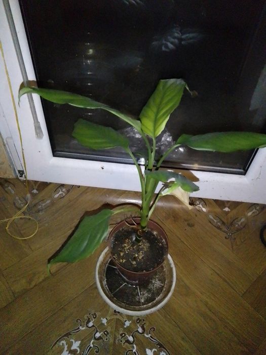 Спатифилум на три години