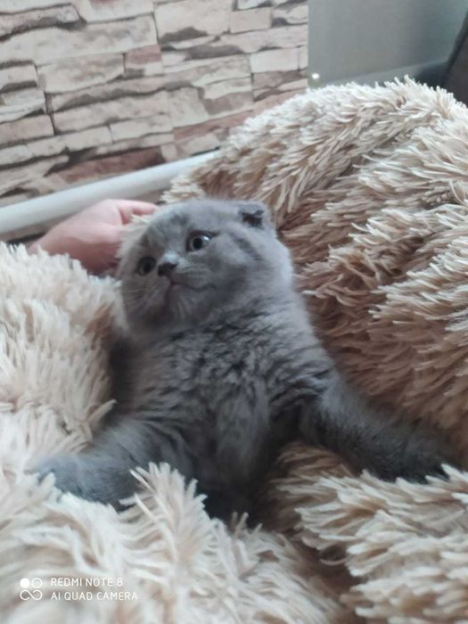 Продам вислоухих шотландских котят