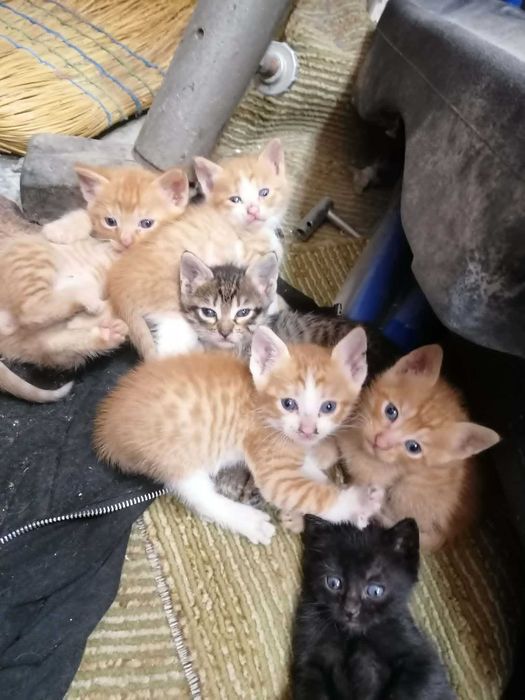 Котенца си търсят дом