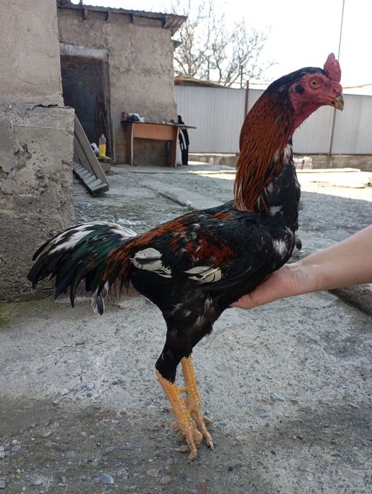 Дакан нннннннннннн