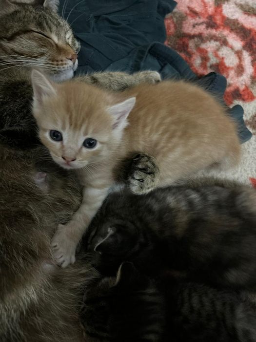 Отдам котят в добрые руки