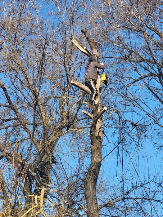 Спил деревьев обрезка плодовых деревьев