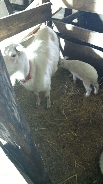 Продам зааненских коз