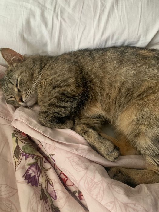 Отдам кошечку в хорошие руки