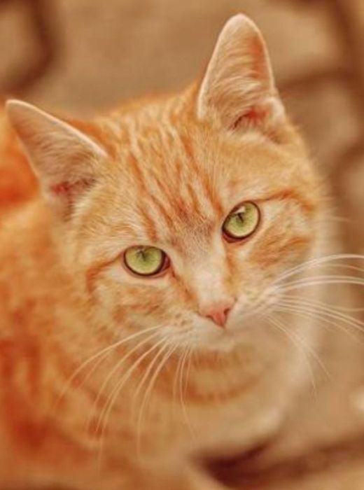 в добрые руки. Все вопросы по содержанию буду рада обсудить