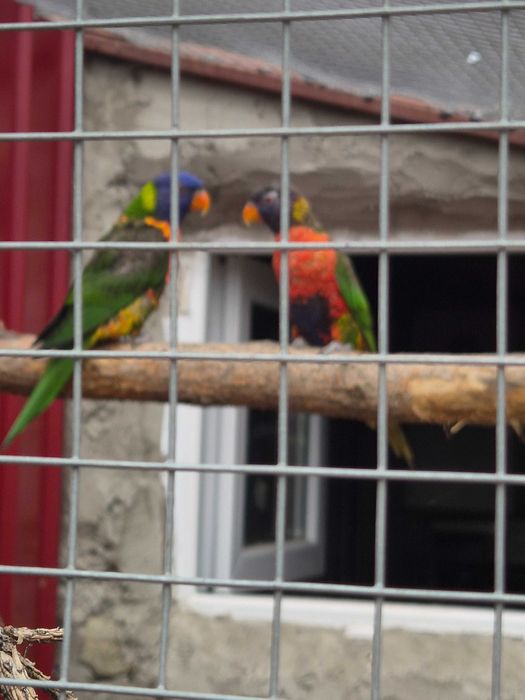 Vand o pereche de lori curcubeu