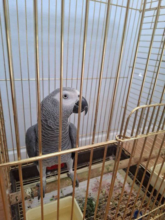 Продаётся ручной попугай Жако