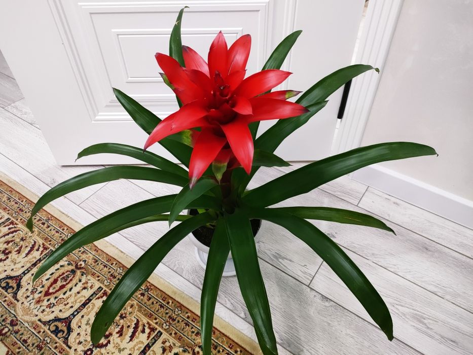 Растения комнатные . Доставка