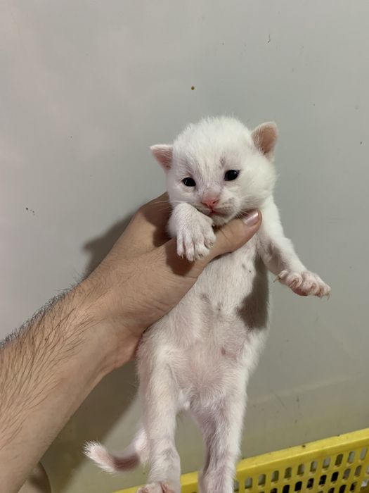 watlanskiy muwukchala