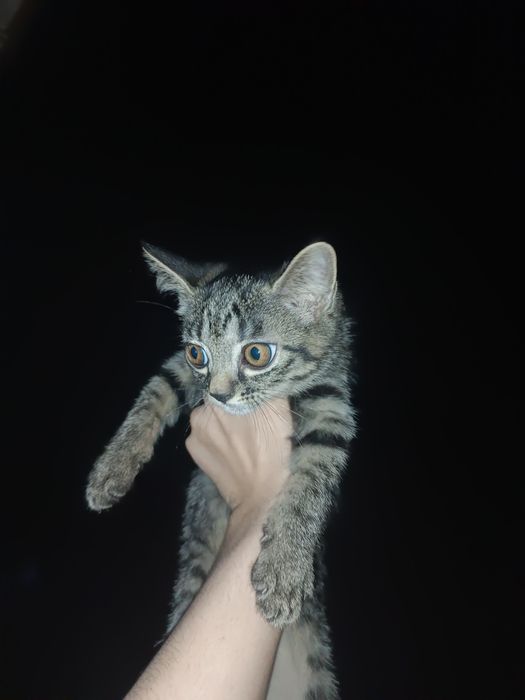 Отдаём котёнка в хорошие руки