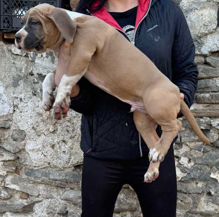 Американско були Хл American bully Xl