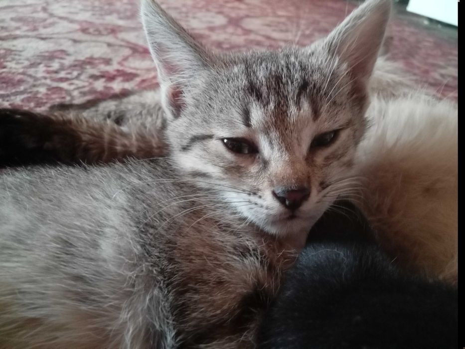 Отдам котят в хорошие руки.