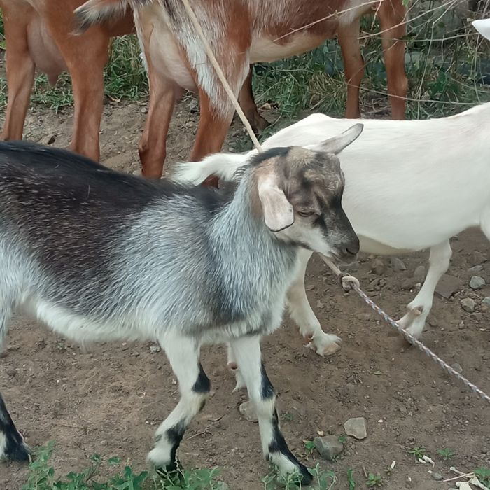 Продам 3х месячных козлят