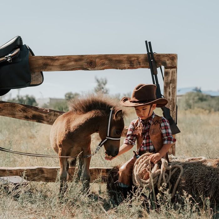 Шотландский пони жеребчик