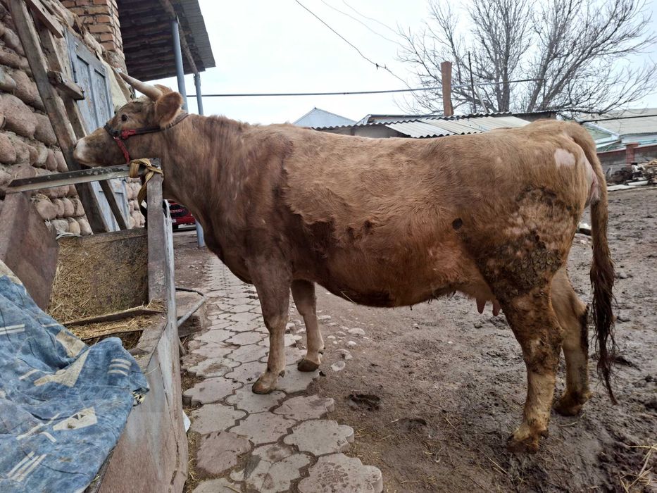 Стельная корова ...