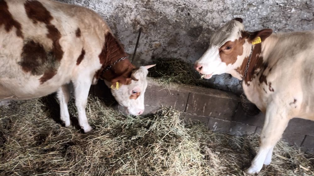 De vînzare 2 fetițe