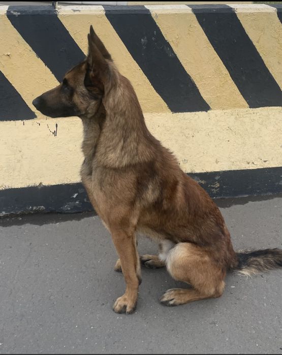 Бельгийская овчарка малинуа