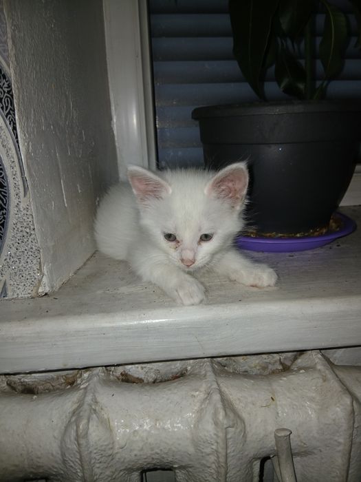 Отдам в добрые руки