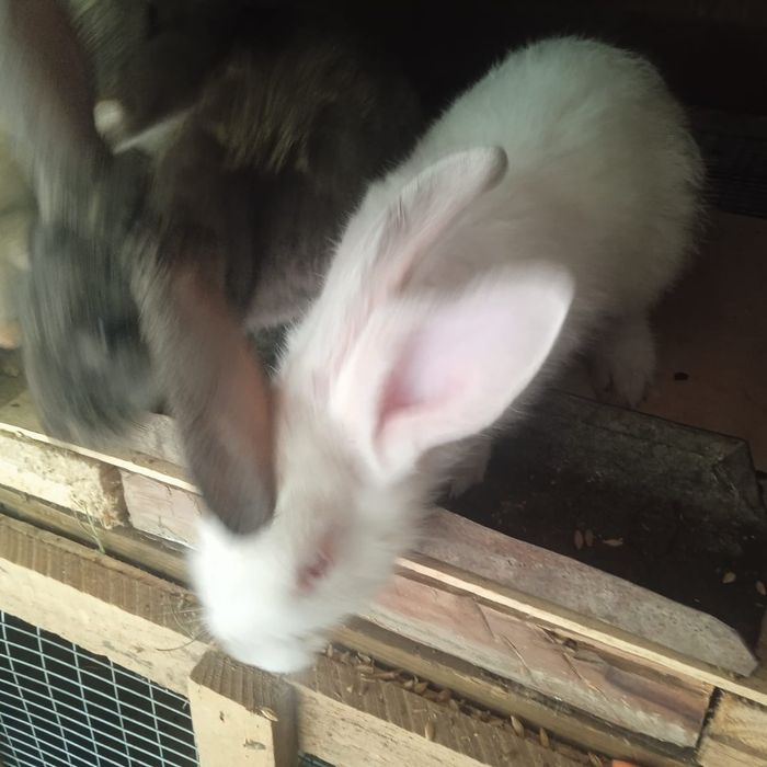 Крольчата породы великан