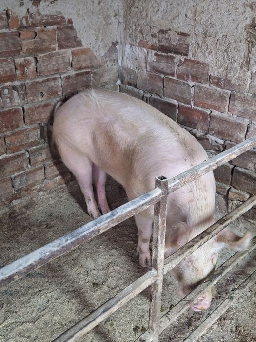 Продавам бял нерез