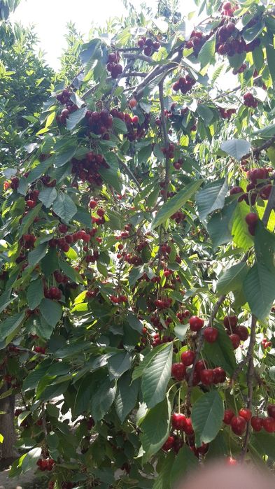 3 xonali xujjatlari joyida, xususiy