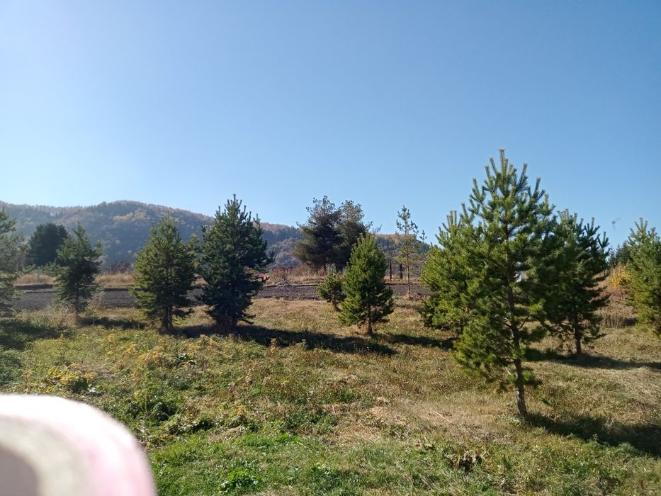 Сосны крымские, обычные любых размерах