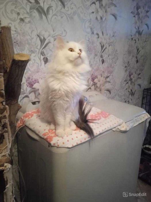 Ищем дом для кошек!