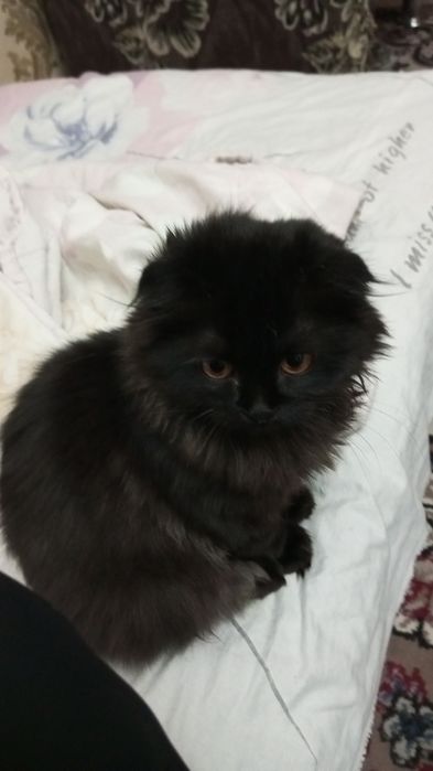 Скотиш фолд хайленд