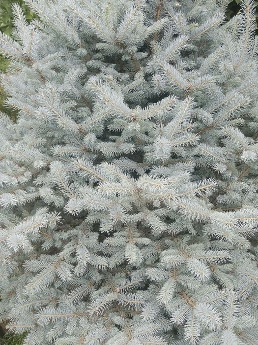 ПРОДАЮ голубой ель