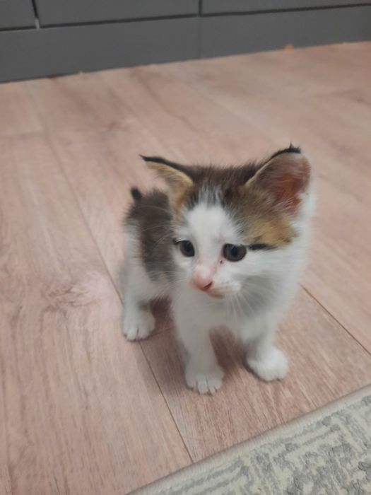 Отдам бесплатно марғау