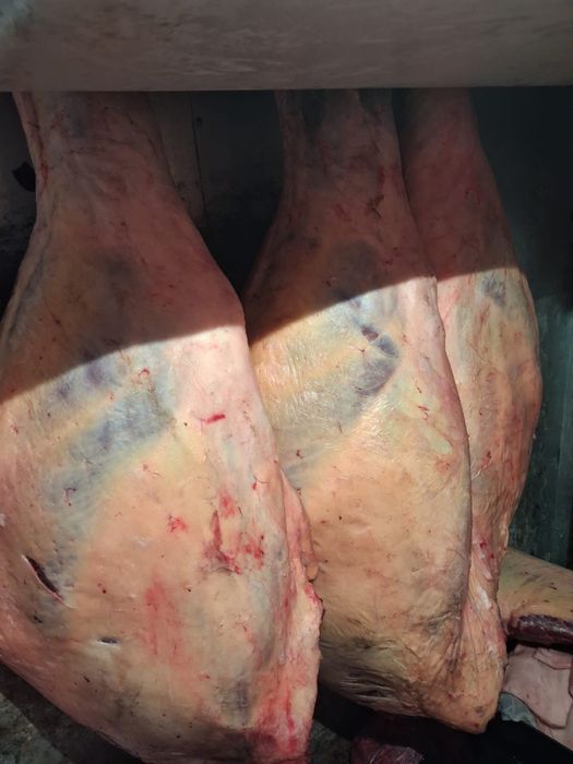 Продам мясо конины