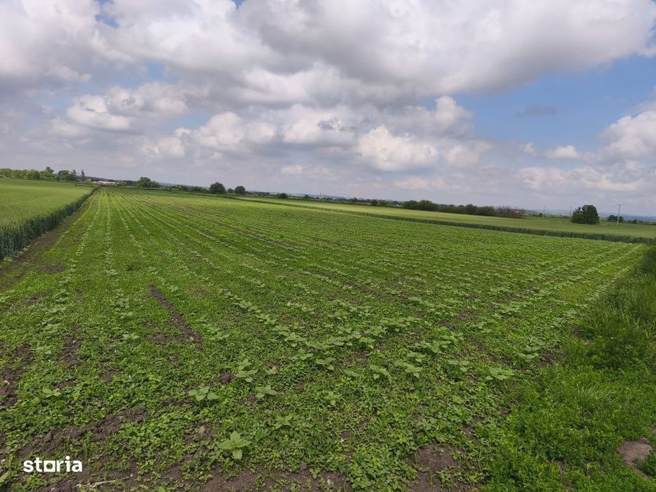 Teren intravilan, zona Scruntari, 8700mp, 30ml front stradal, Radauti