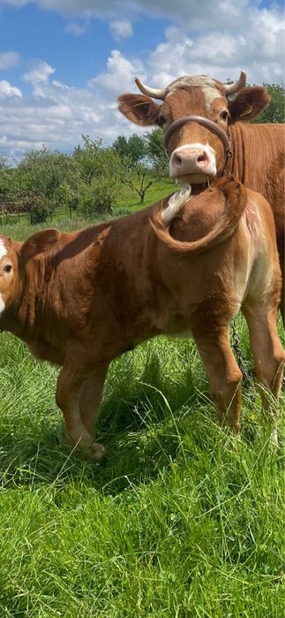 Vaca la prima fatare