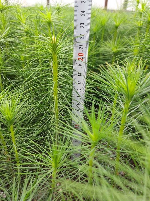 сеянцы всех видов деревьев