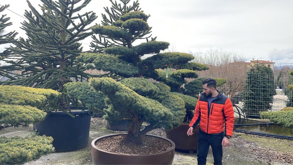 Vindem bonsai din pin