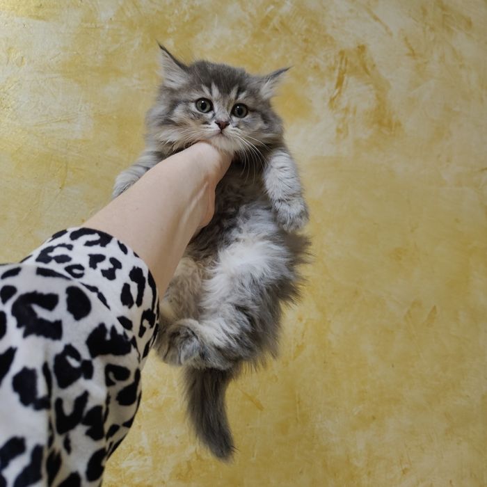 Котята от Золотой Шиншиллы