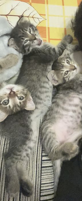 Отдам котят в добрые руки