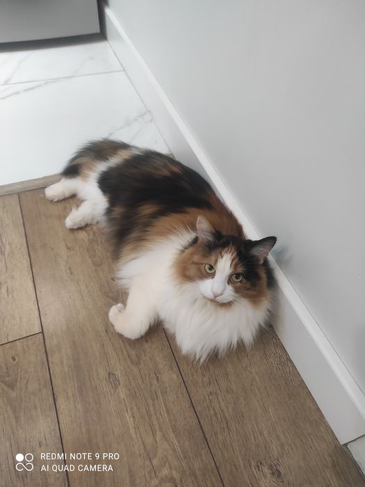 Котята очень милые