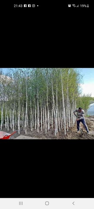 Copaci de vanzare Mesteacăn  Tei Platan Leylandii