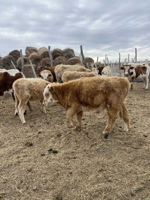 еркек баспактар сатылады